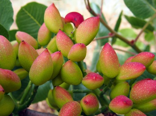American Pistachio Growers